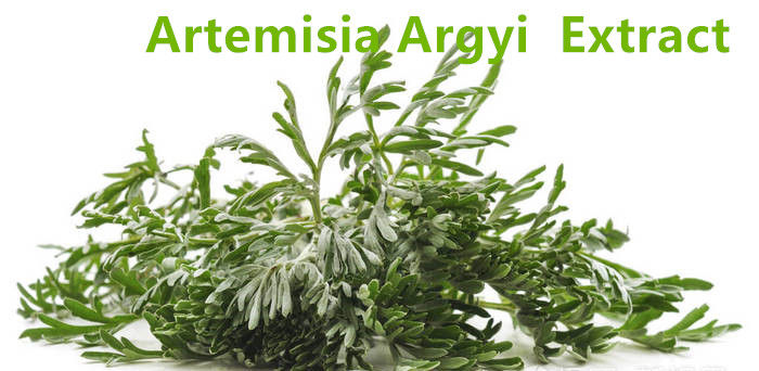 Artemisia Argyi Extract.jpg